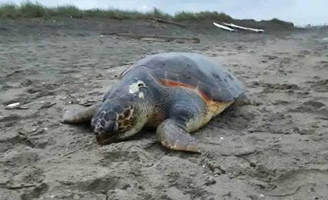 La tartaruga Osimhen torna in mare dopo essere stata salvata e curata