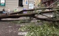 Maltempo a Napoli, crolla un albero al Vomero. Paura tra i cittadini e traffico in tilt (VIDEO)