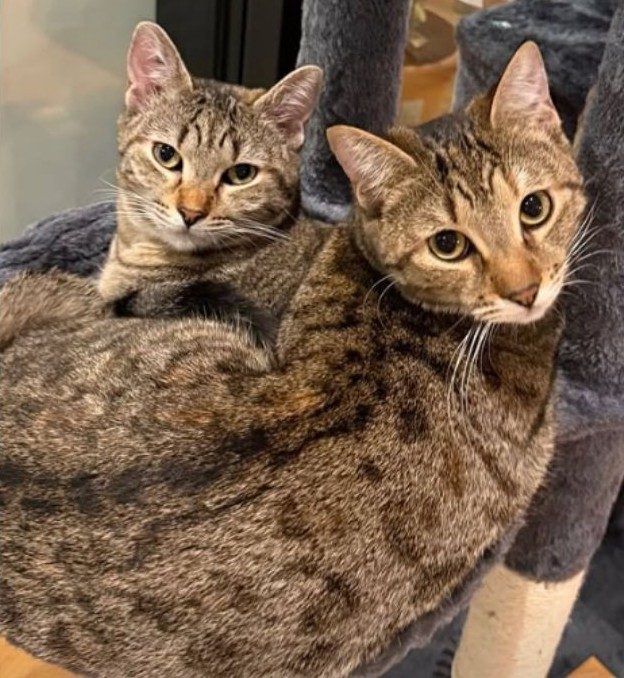 Nuovi gatti di Politano