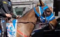 A Napoli spunta il cavallo Osimhen. Ma scoppia la polemica